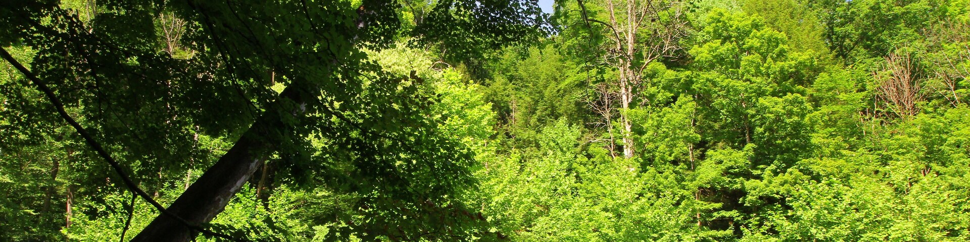 Mohican River in Summer, Mohican State Park, Ohio