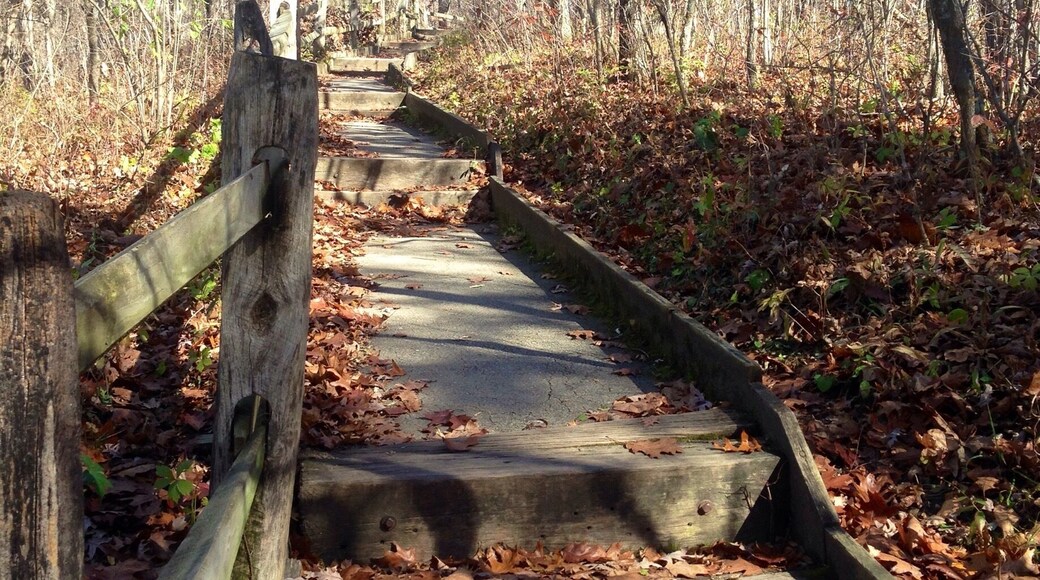 A trail in the fall at Battelle Darby Creek Metro Park.