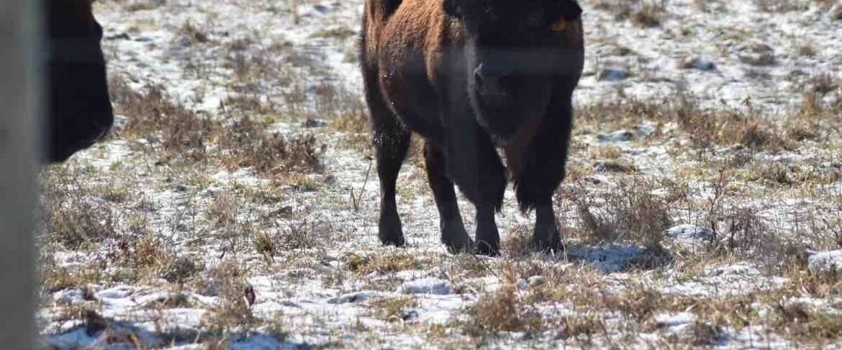 This metro park is reintroducing bison to stimulate prairie regrowth.  It’s a beautiful park to explore, right outside Columbus, Ohio.