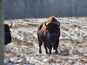 This metro park is reintroducing bison to stimulate prairie regrowth. It’s a beautiful park to explore, right outside Columbus, Ohio.