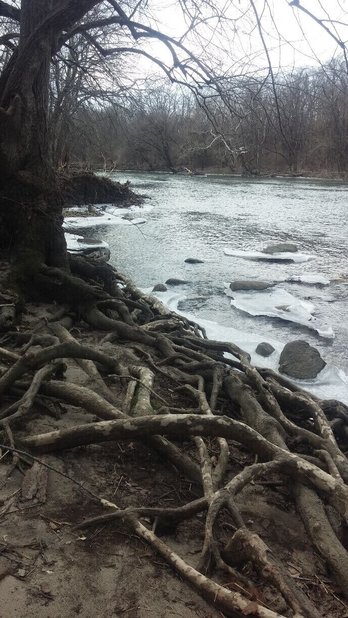 Gnarled trees roots exposed on the sandy banks of the rapidly thawing Big Darby Creek