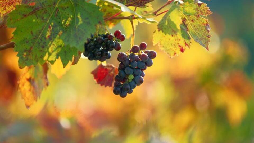 Clusters of dark purple grapes hanging from a vine with green leaves.