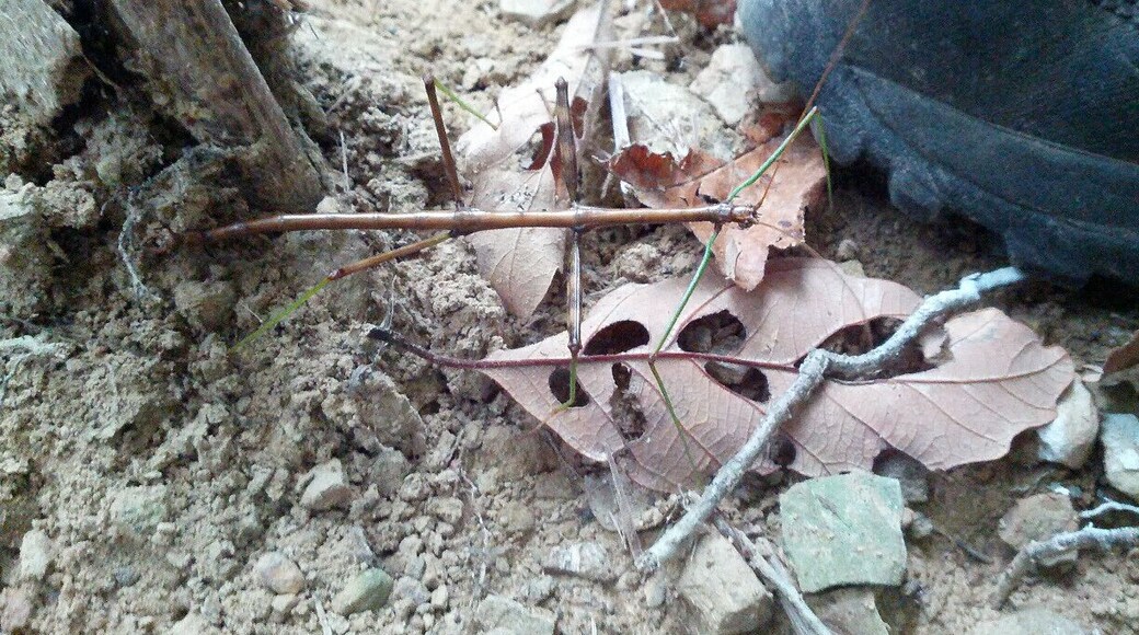 Look closely and you'll see a walking stick! It is unbelievable the natural camouflage of this order of insect. The segmented body of this insect absolutely mimics the nodes and inter-nodes of a woody stem.