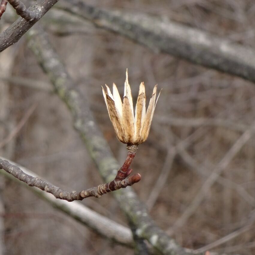The cone-like fruit of the Tulip Poplar (Liriodendron tulipifera) is an aggregate of winged carpels. When mature, the individual samaras disseminate and  'helicopter' down through the canopy and can be scattered by the wind to distances equal to four or five times the height of a tree. The remaining axis of the fruit is persistent through winter and gives unique character to the tree's, otherwise bare, winter silhouette.