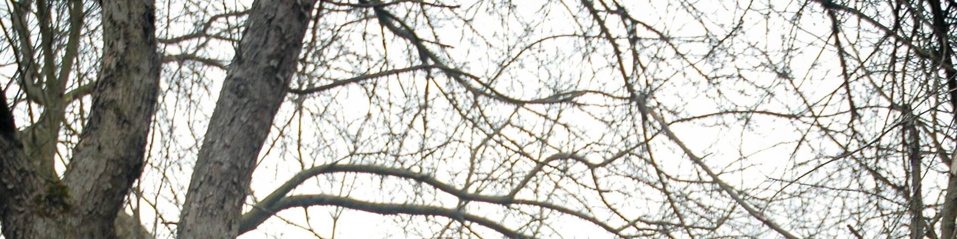 Jackson Bog State Nature Preserve