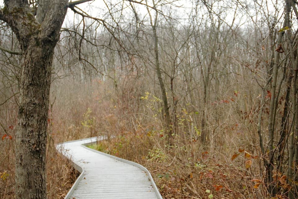 A wooden boardwalk curving through a forested area with leaf-covered ground and bare trees.