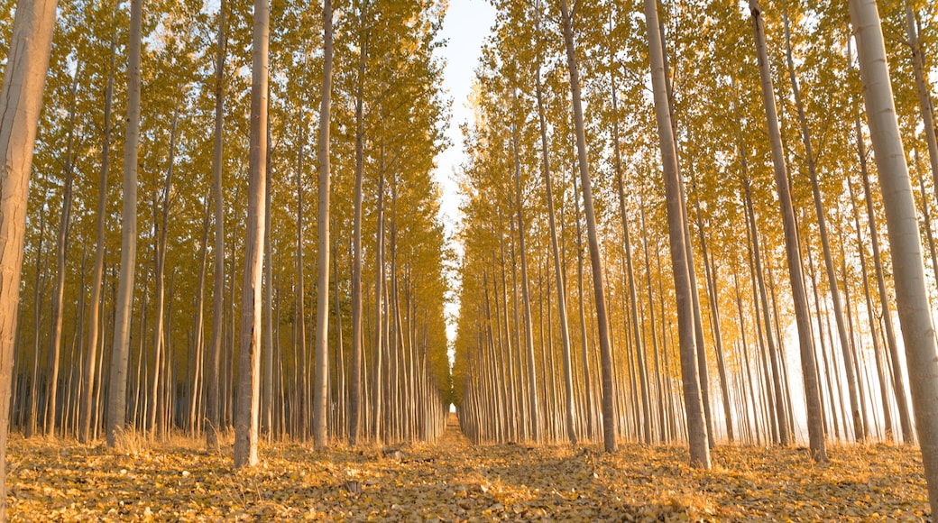 Công viên Boardman