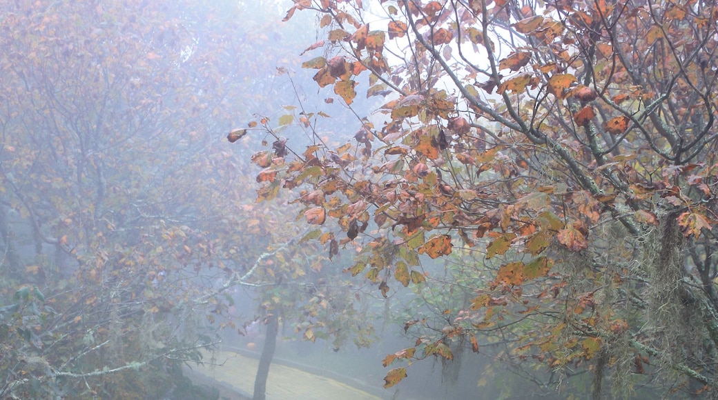 Yellow brick road Beech Mountain, North Carolina