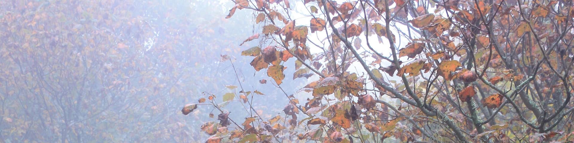 Yellow brick road Beech Mountain, North Carolina