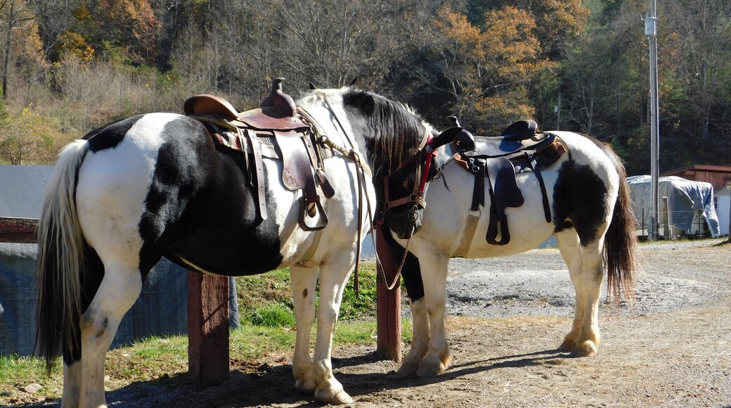 They have beautiful horses of sizes to fit everyone.