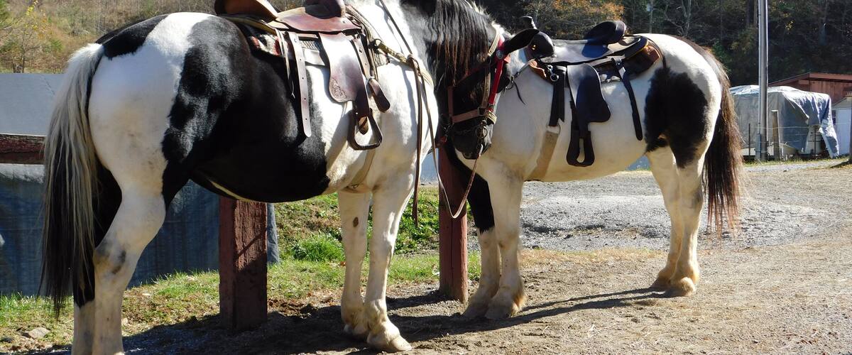 They have beautiful horses of sizes to fit everyone.