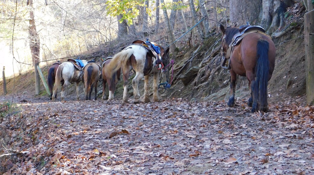 I took the two hour ride to the Gem Mine and back stopping have way to stretch our legs.