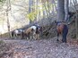 A group of horses with saddles on a forest trail.