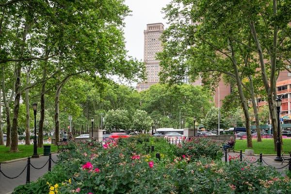 Cadman Plaza Park which includes a park and wildflowers