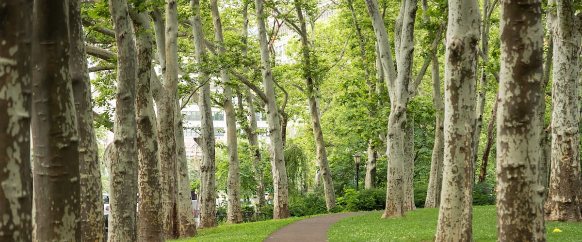 Cadman Plaza Park which includes a park