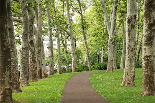 Cadman Plaza Park which includes a park