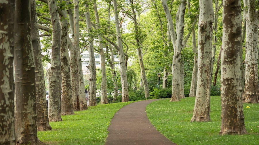 Cadman Plaza Park which includes a park