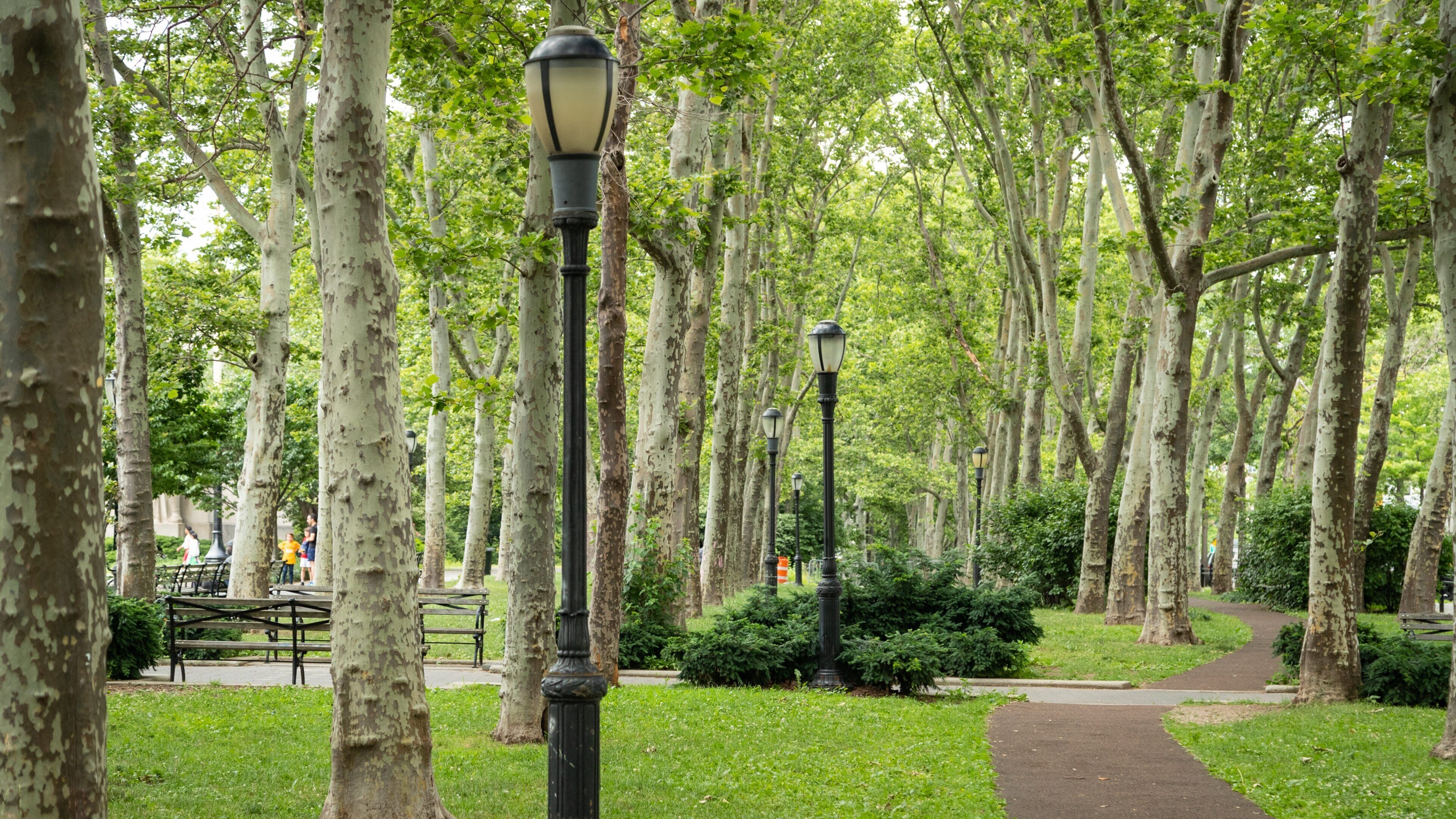 Cadman Plaza Park which includes a park