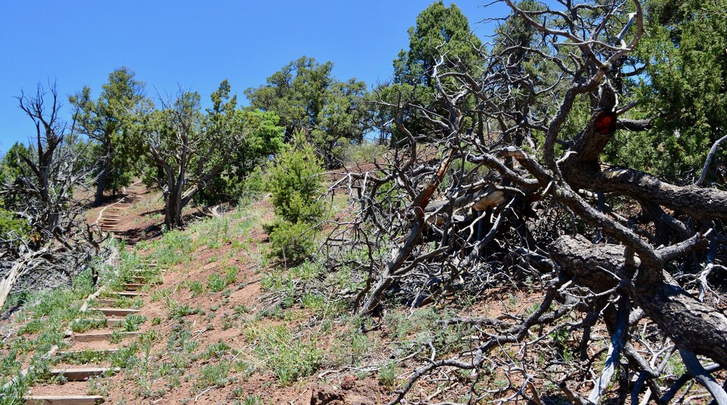El Calderon Trail El Malpais National Monument New Mexico