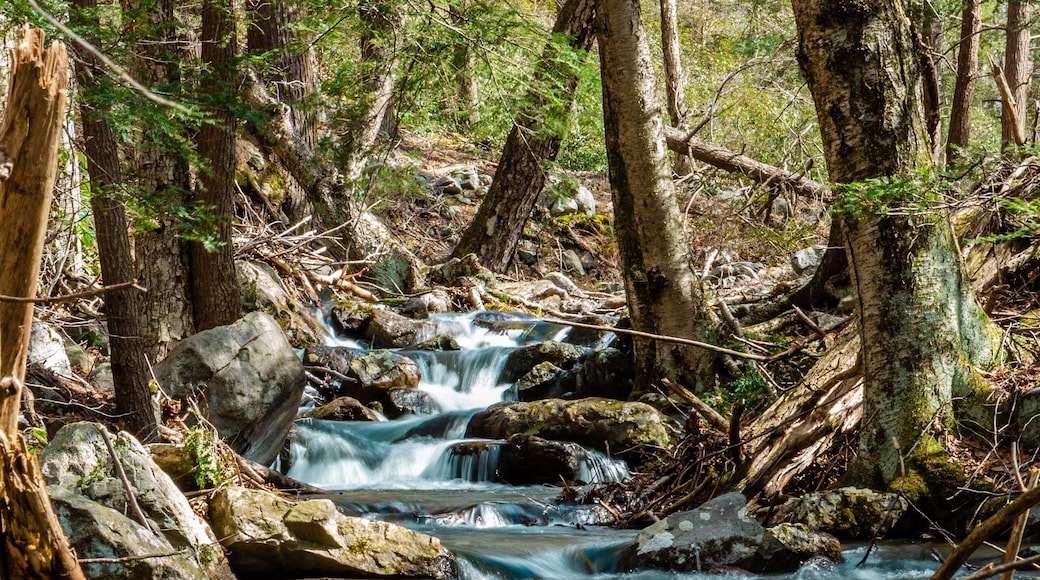 Hiking the Appalachian trail on a cold morning
#ontheroad
#nature
#hiking
#roadtrip
#appalachiantrail