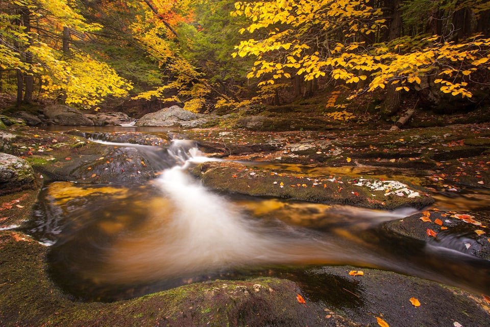 Un arroyo fluye sobre rocas en un bosque con hojas de colores otoñales.