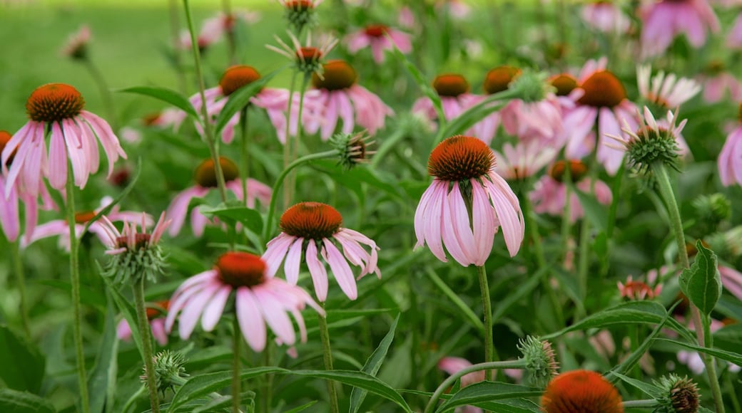 Shelter Gardens showing a park and wild flowers