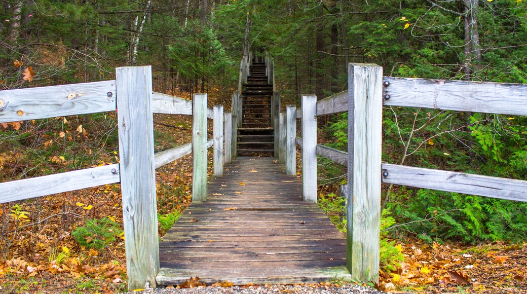 Staircase In The Woods. Wooden staircase leads to the top of Old Baldy located in Petsokey State Park.