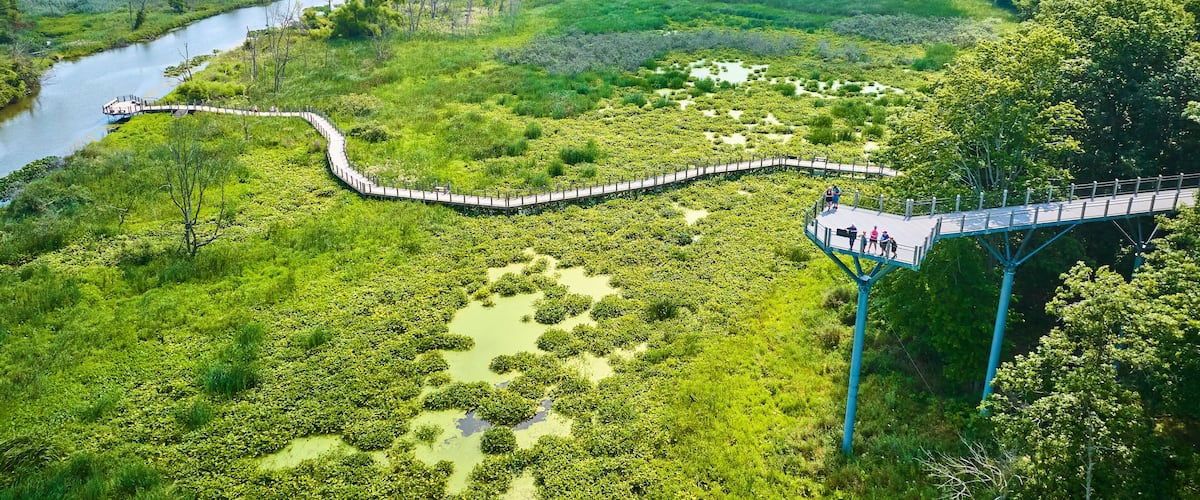Aerial View of Serpentine Boardwalk in Lush Wetland