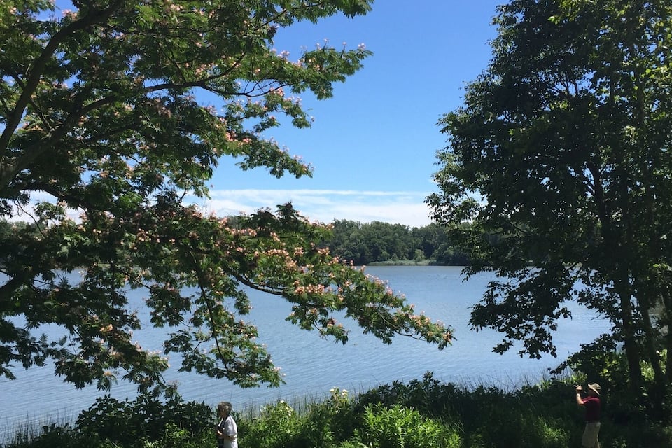 A lake surrounded by trees and grass.