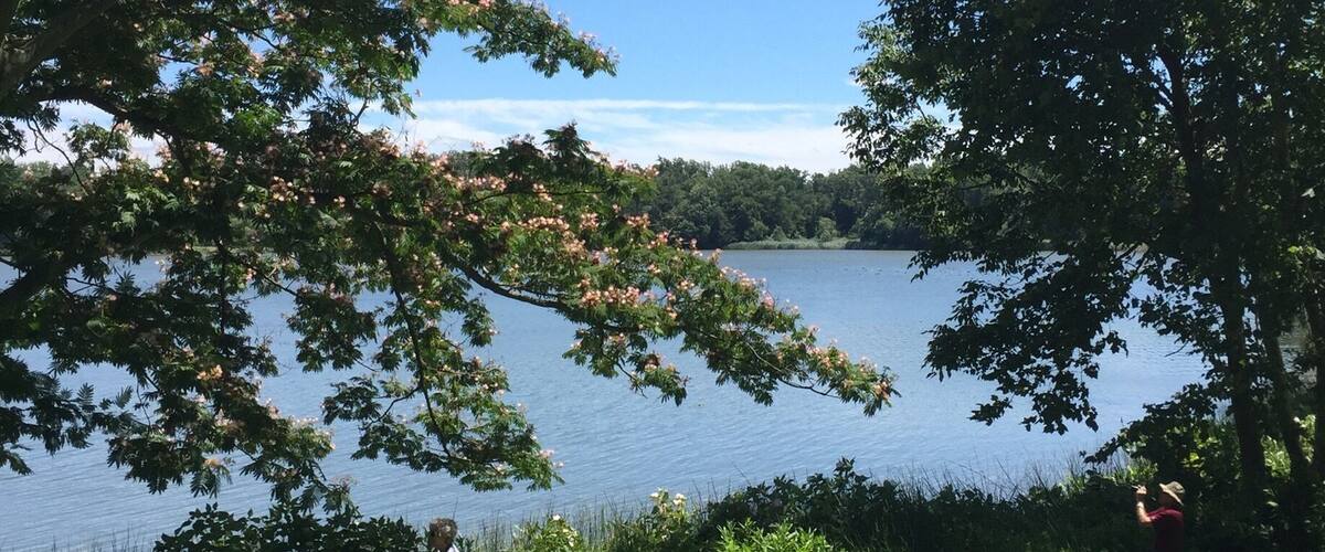 A lake surrounded by trees and grass.
