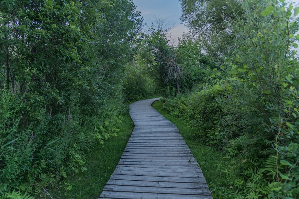 A winding wooden boardwalk through a dense forest.