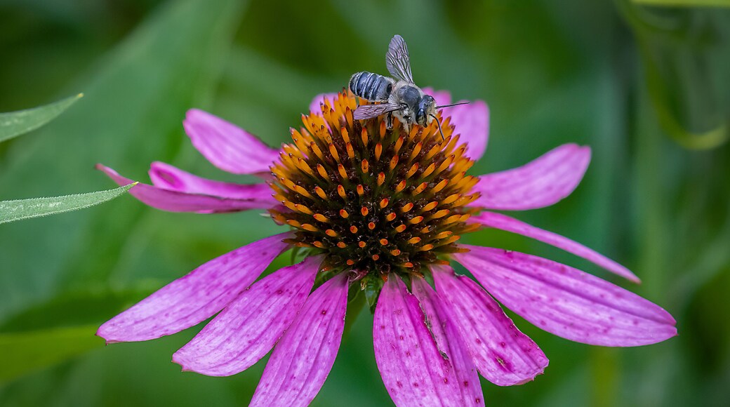 愛德瓦爾茲維爾分水嶺自然中心