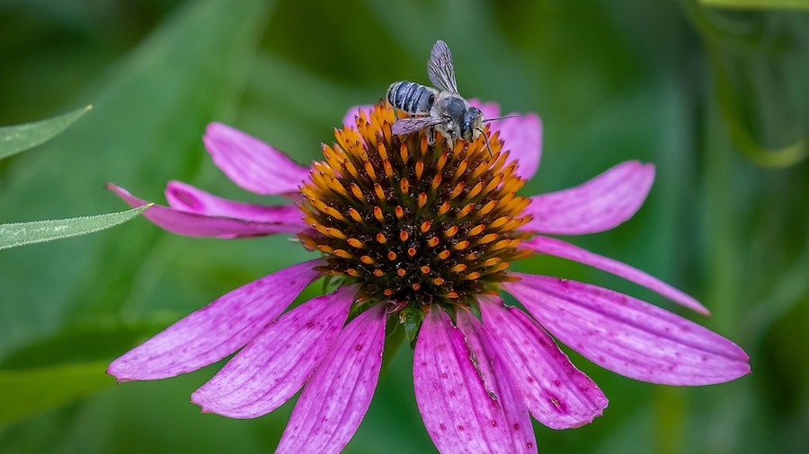Searching For Pollen