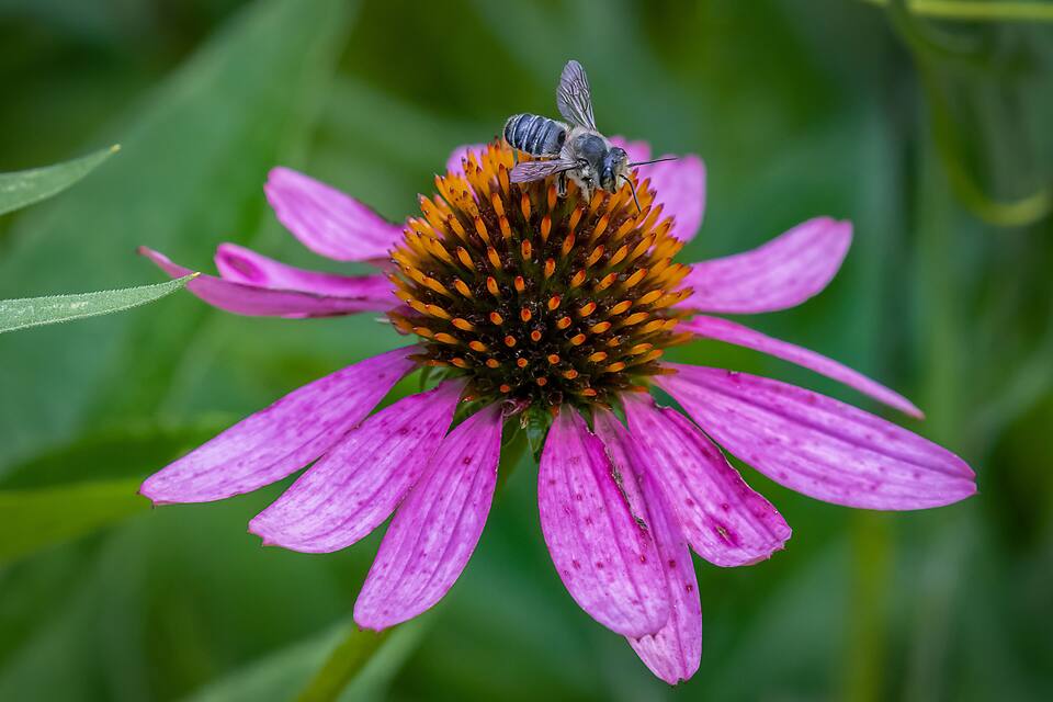 Un'ape su un fiore rosa, con sfondo verde.
