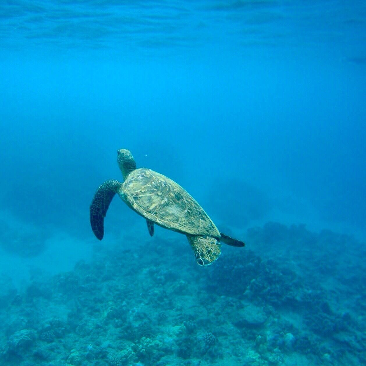 Turtles are always swimming around Kahe Point! Oahu's waters are so #blue and beautiful! #hawaii