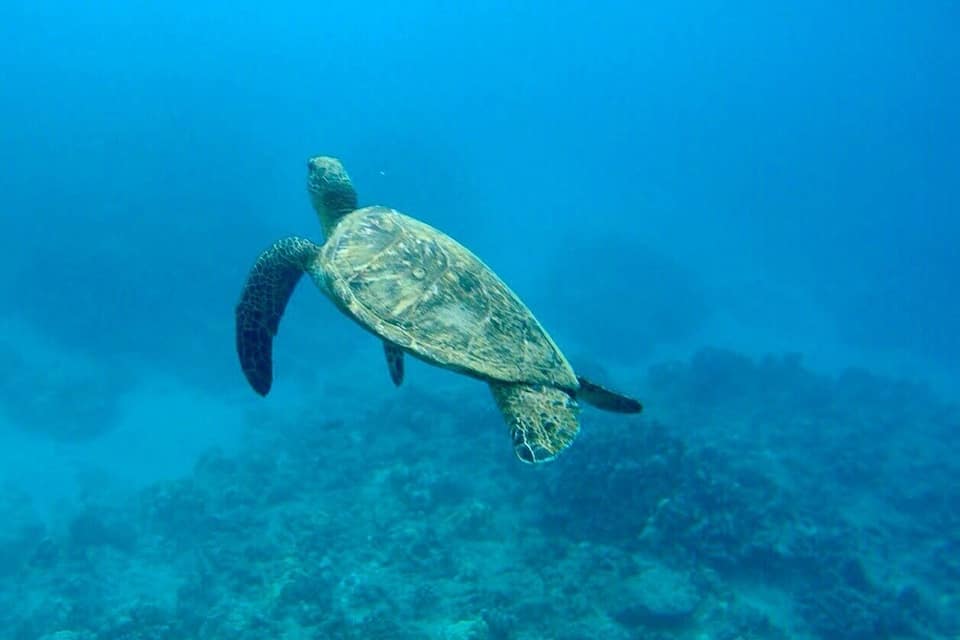 A sea turtle swimming underwater.