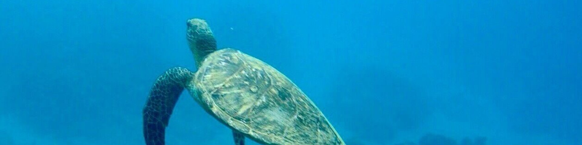 Turtles are always swimming around Kahe Point! Oahu's waters are so #blue and beautiful! #hawaii