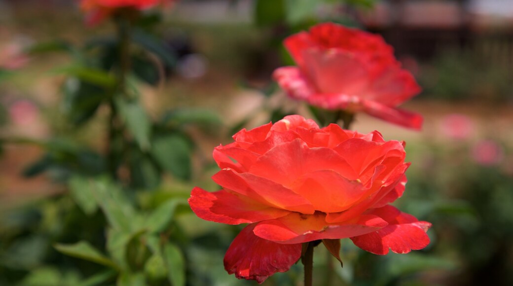 Thomasville Rose Garden som viser vilde blomster