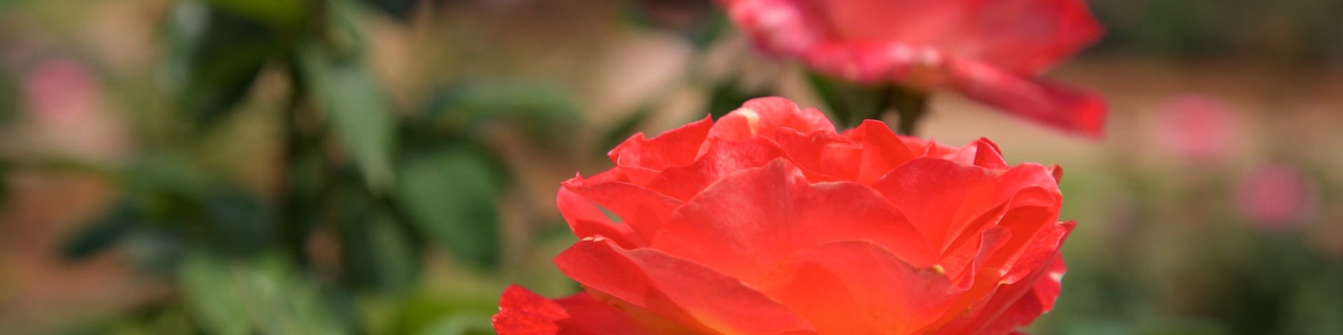 Thomasville Rose Garden featuring wildflowers