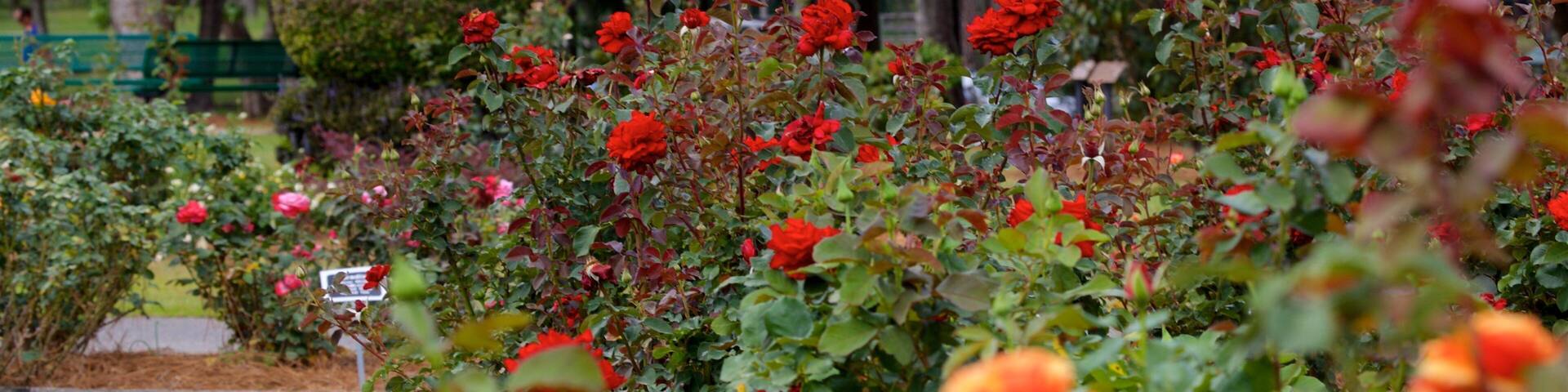 Un jardín con rosales rojos y anaranjados, un banco verde y un letrero.