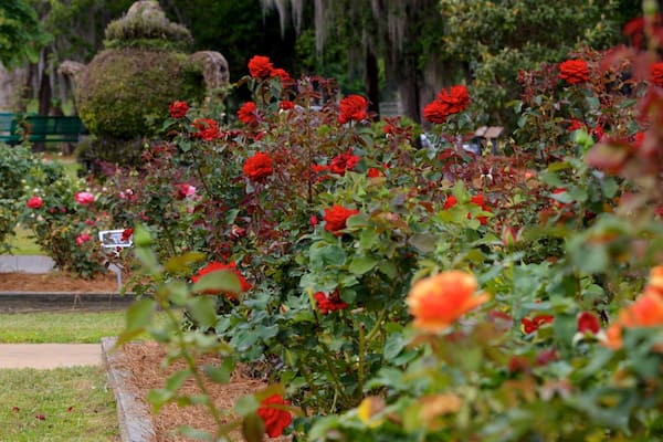 Um jardim com rosas vermelhas e laranjas, um banco verde e uma placa.