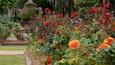 Un jardin avec des rosiers rouges et oranges, un banc vert et un panneau.