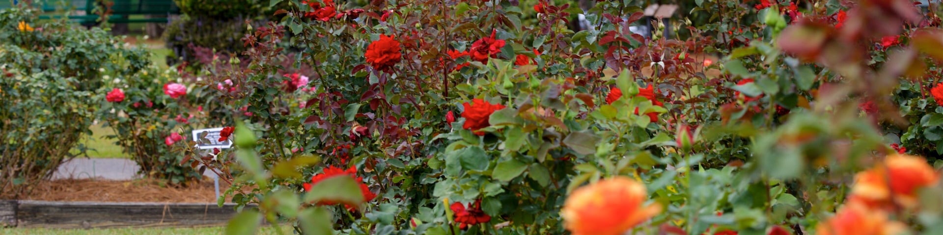 Un jardín con rosales rojos y anaranjados, un banco verde y un letrero.