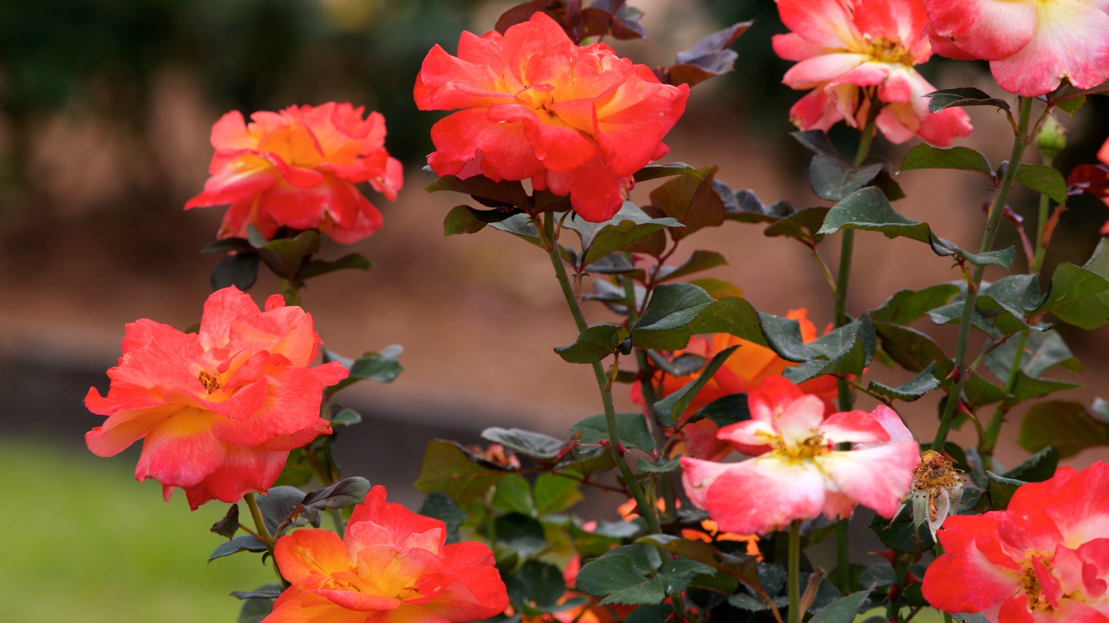 Thomasville Rose Garden som omfatter vilde blomster