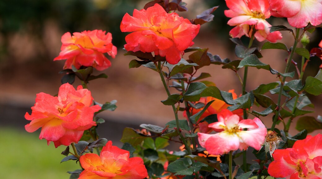 Thomasville Rose Garden som omfatter vilde blomster