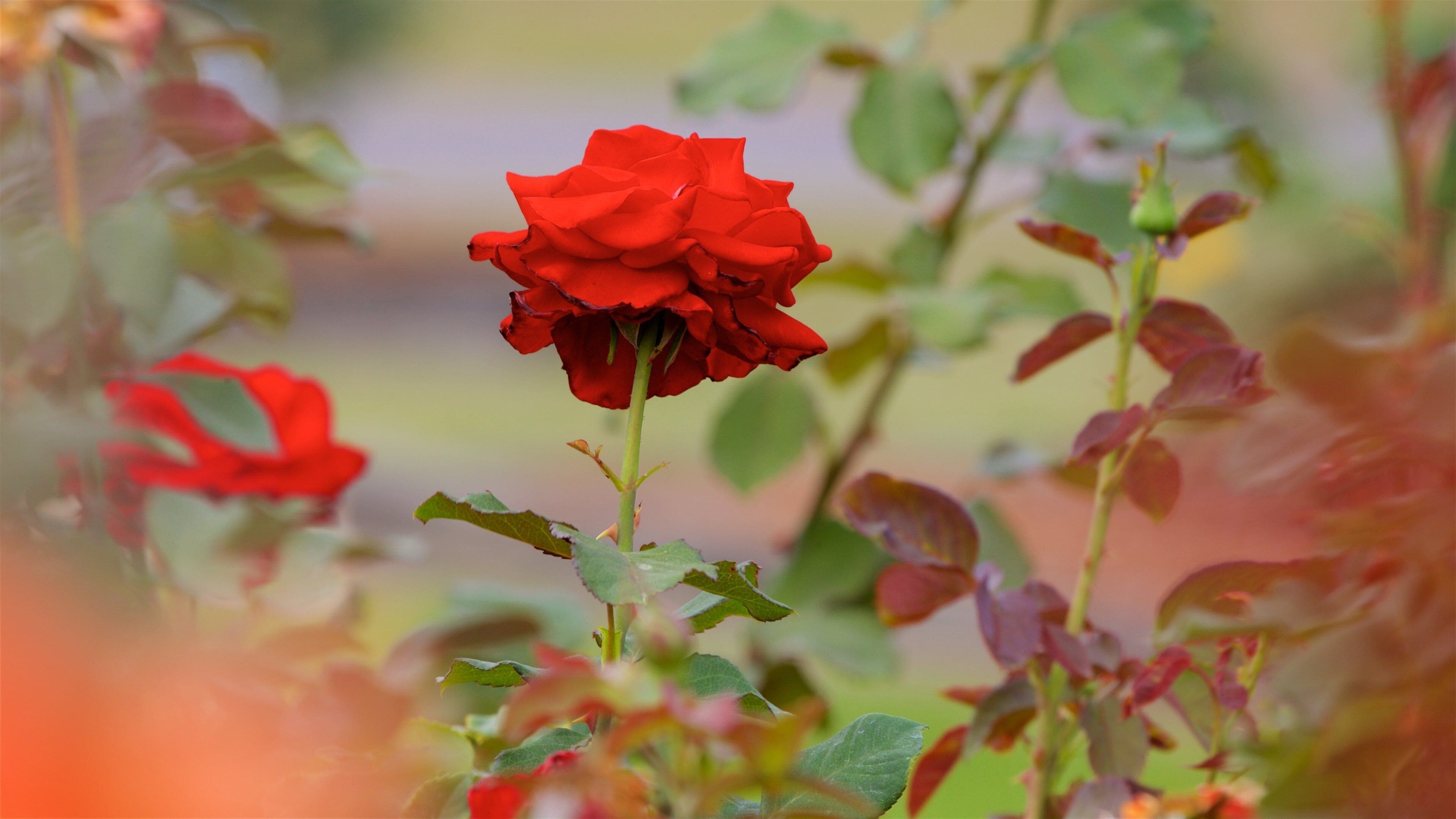 湯瑪士維爾玫瑰園 呈现出 野花