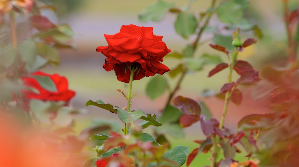 Thomasville Rose Garden toont wilde bloemen