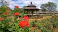 Thomasville Rose Garden showing a garden and wild flowers