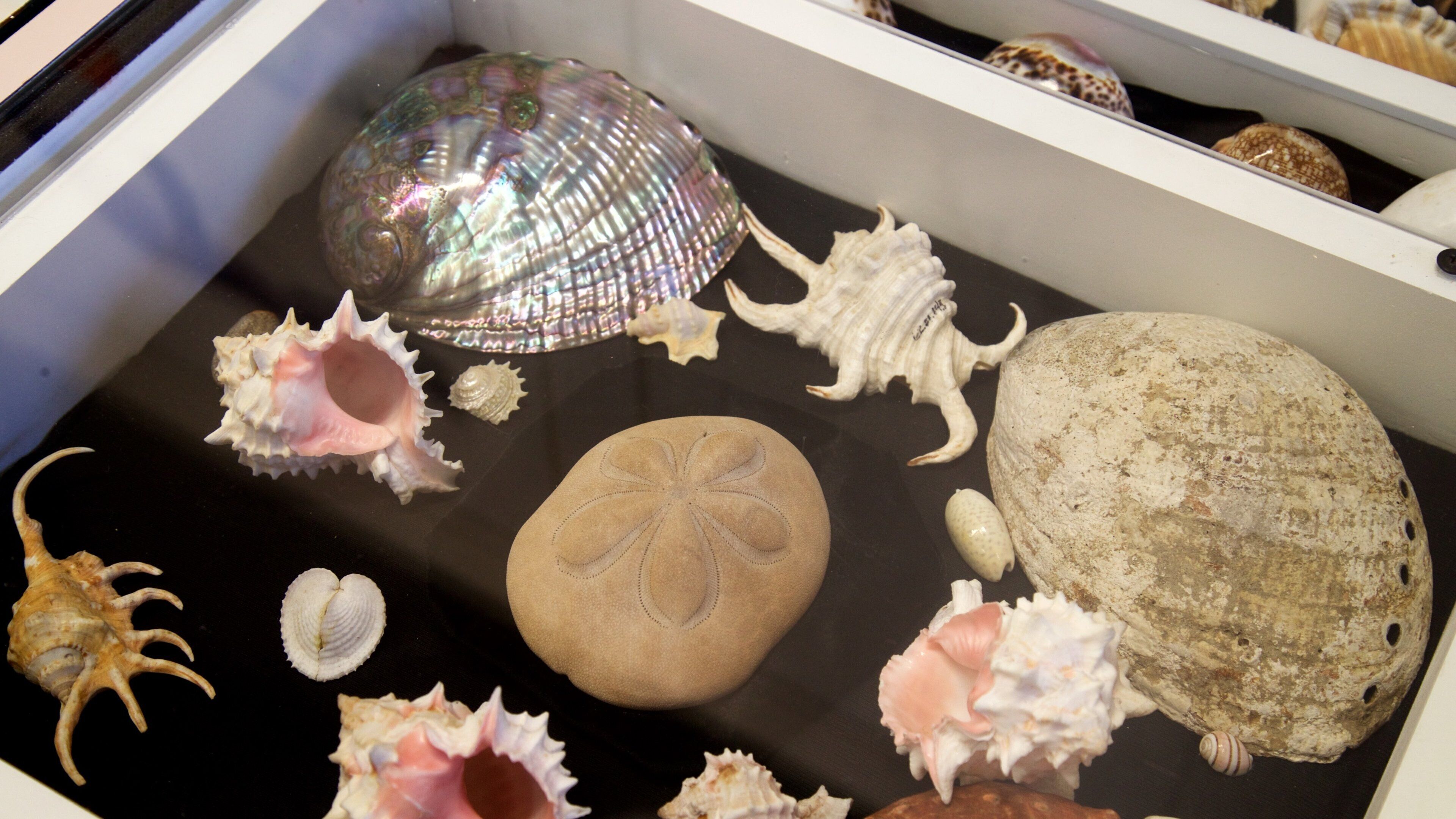 Thronateeska Heritage Center