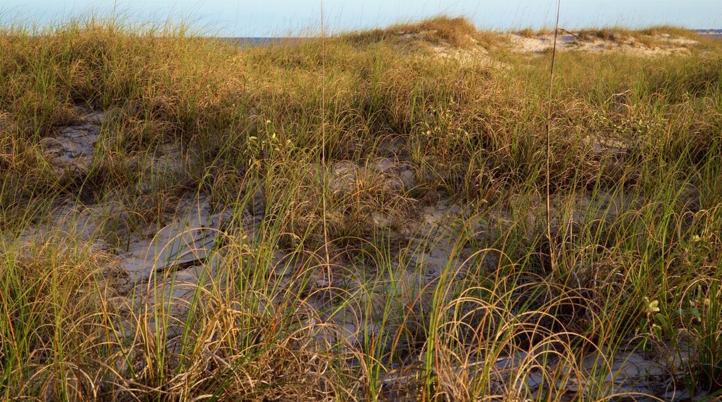 Great Dunes Park mostrando uma praia de areia e paisagens litorĂąneas